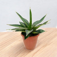 Thumbnail for Agave Lophantha – Green
