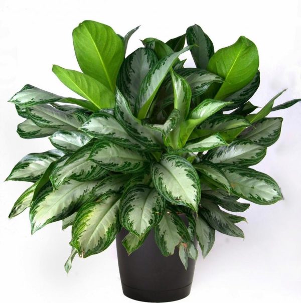 Aglaonema Plant – Chinese Evergreen