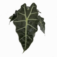 Thumbnail for Alocasia Plant – Polly – African Mask – Elephant Ears