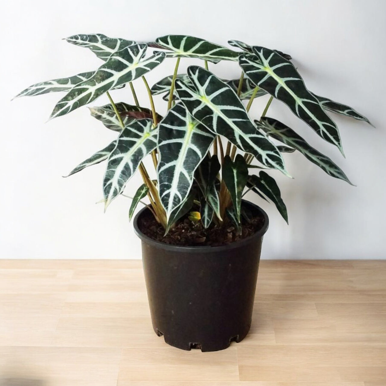 Alocasia Plant – Polly – African Mask – Elephant Ears