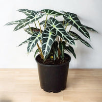 Thumbnail for Alocasia Plant – Polly – African Mask – Elephant Ears