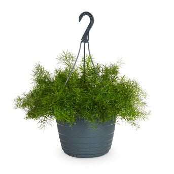 Asparagus Hanging