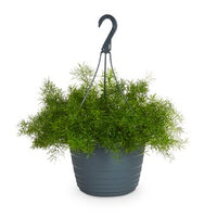 Thumbnail for Asparagus Hanging