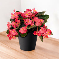 Thumbnail for Begonia Benariensis Plant