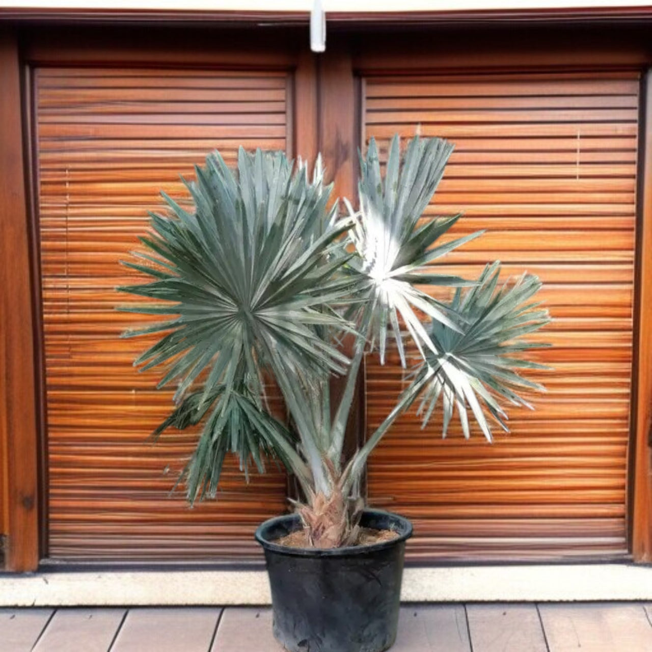 Bismarckia nobilis – Bismarck Palm