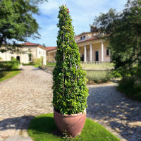 Thumbnail for Bougainvillea Cone-Shaped Pyramid – 1.5 to 2.0 Metres
