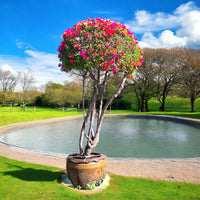 Thumbnail for Bougainvillea Pompom 1.5-2.0m