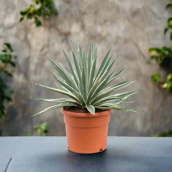 Agave Angustifolia-Caribbean Agave