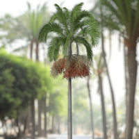 Thumbnail for Carpentaria acuminata – Carpentaria Palm