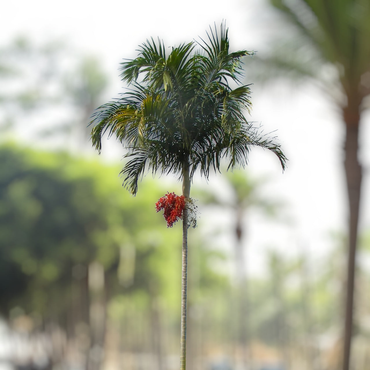 Carpentaria acuminata – Carpentaria Palm