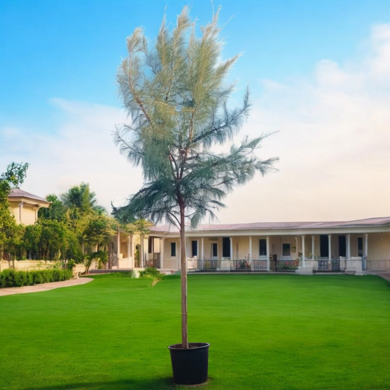 Casuarina Equisetifolia – Australian Pine Tree