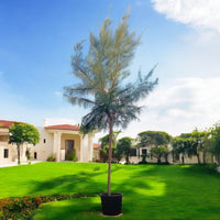 Thumbnail for Casuarina Equisetifolia – Australian Pine Tree