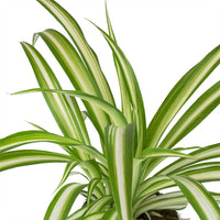 Thumbnail for Chlorophytum Comosum – Spider Plant – Variegatum