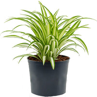 Thumbnail for Chlorophytum Comosum – Spider Plant – Variegatum