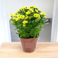 Thumbnail for Chrysanthemum IG – Mad Ringa Yellow