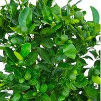 Thumbnail for Citrus Mandarin Tree