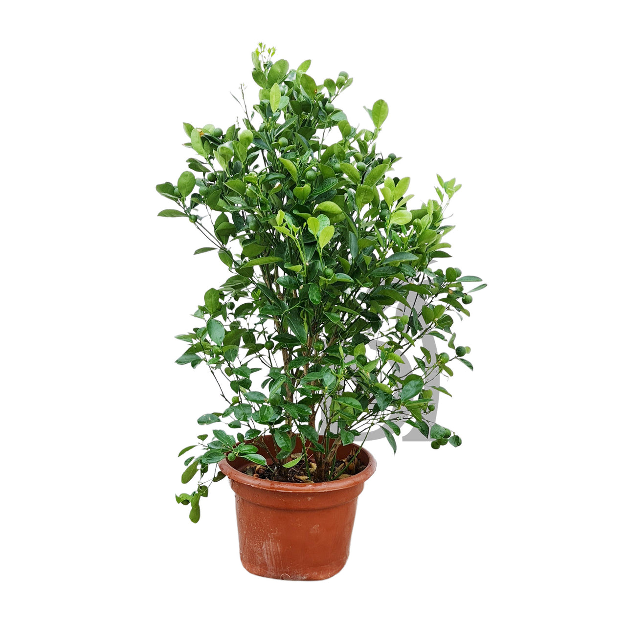 Citrus Mandarin Tree