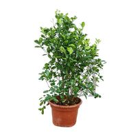 Thumbnail for Citrus Mandarin Tree
