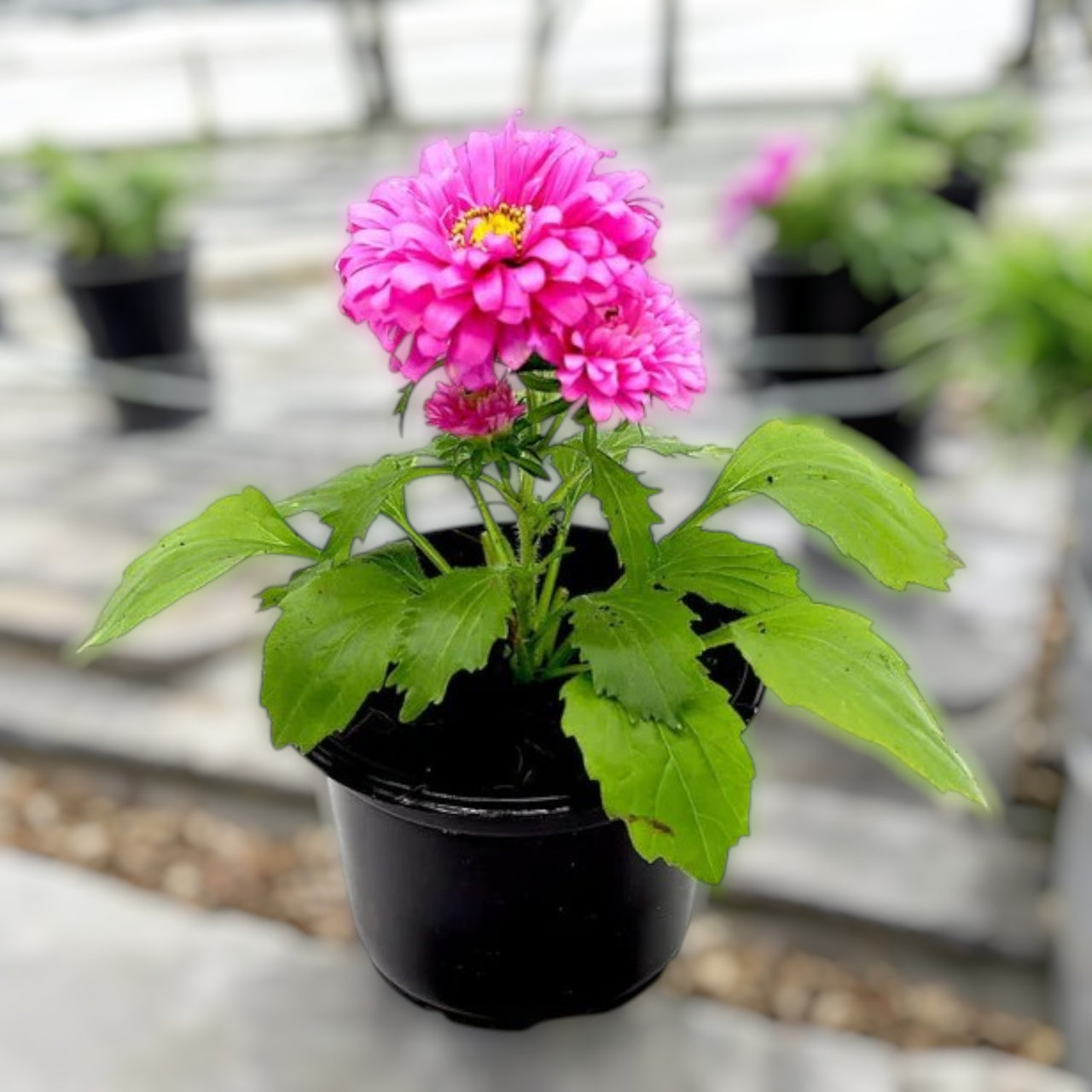 Aster Seasonal Mix Flowering Plant – 2L Pot