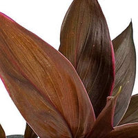 Thumbnail for Cordyline Fruticosa Mambo – Hawaiian Ti Plant – Good Luck plant