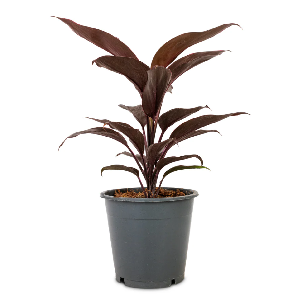 Cordyline Fruticosa Mambo – Hawaiian Ti Plant – Good Luck plant
