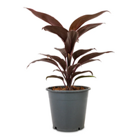 Thumbnail for Cordyline Fruticosa Mambo – Hawaiian Ti Plant – Good Luck plant