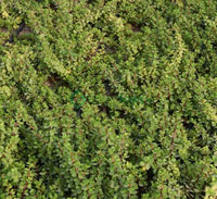 Thumbnail for Portulacaria afra – Elephant Bush (Hanging Variety)