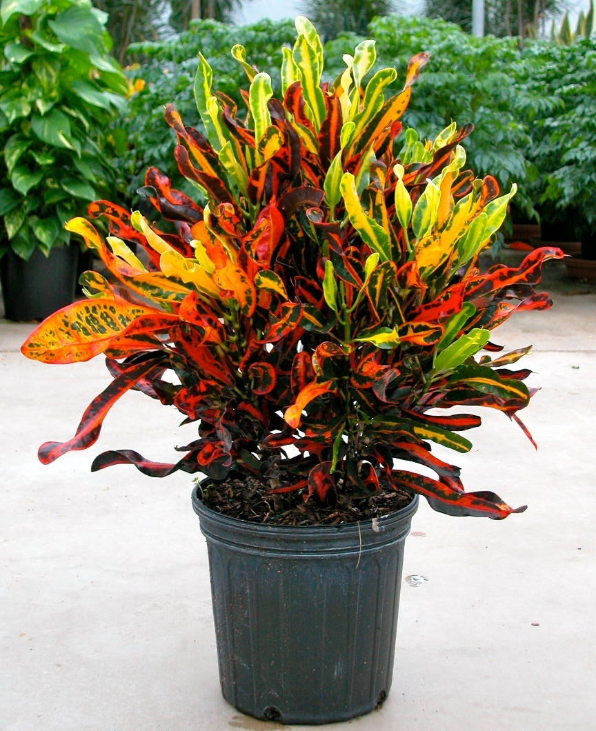 Croton Mammy Plant