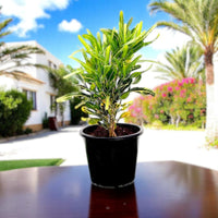 Croton 'Banana Yellow' – Bold Foliage for Indoors & Outdoors