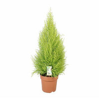 Thumbnail for Cupressus macrocarpa – Goldcrest Wilma – Lemon Cyperus
