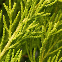 Thumbnail for Cupressus macrocarpa – Goldcrest Wilma – Lemon Cyperus