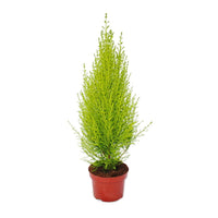 Thumbnail for Cupressus macrocarpa – Goldcrest Wilma – Lemon Cyperus