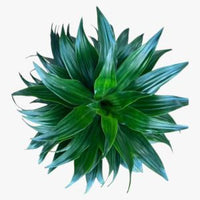 Thumbnail for Dracaena Compacta – 3pp