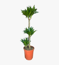 Thumbnail for Dracaena Compacta – 3pp
