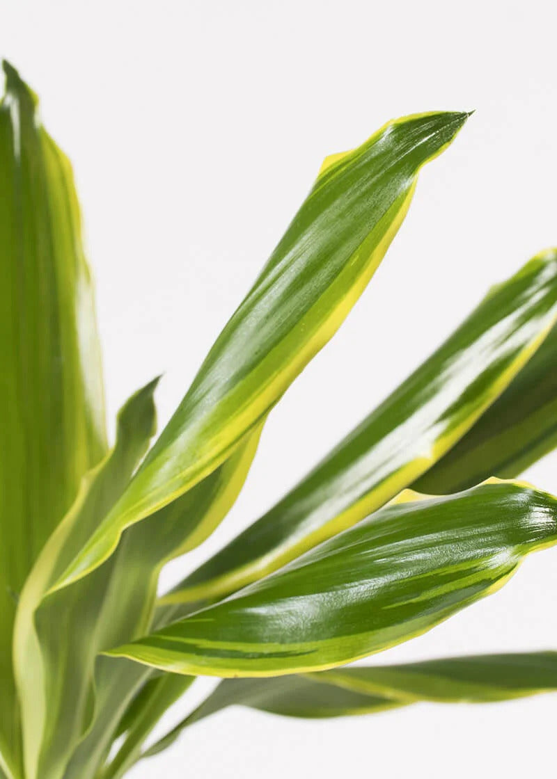 Dracaena Fragrans – Golden Coast – 140cm
