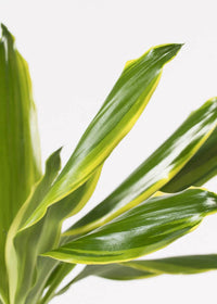Thumbnail for Dracaena Fragrans – Golden Coast – 140cm
