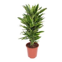 Thumbnail for Dracaena Fragrans – Golden Coast – 140cm