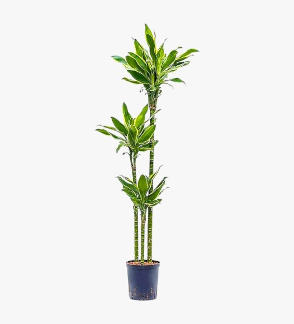 Dracaena Golden Coast