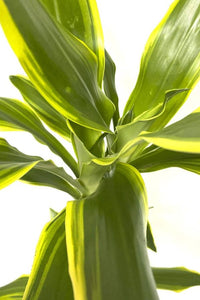 Thumbnail for Dracaena Golden Coast