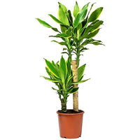 Thumbnail for Dracaena Golden Coast