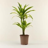 Thumbnail for Dracaena Lemon Lime Plant
