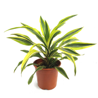 Thumbnail for Dracaena Lemon Lime Plant