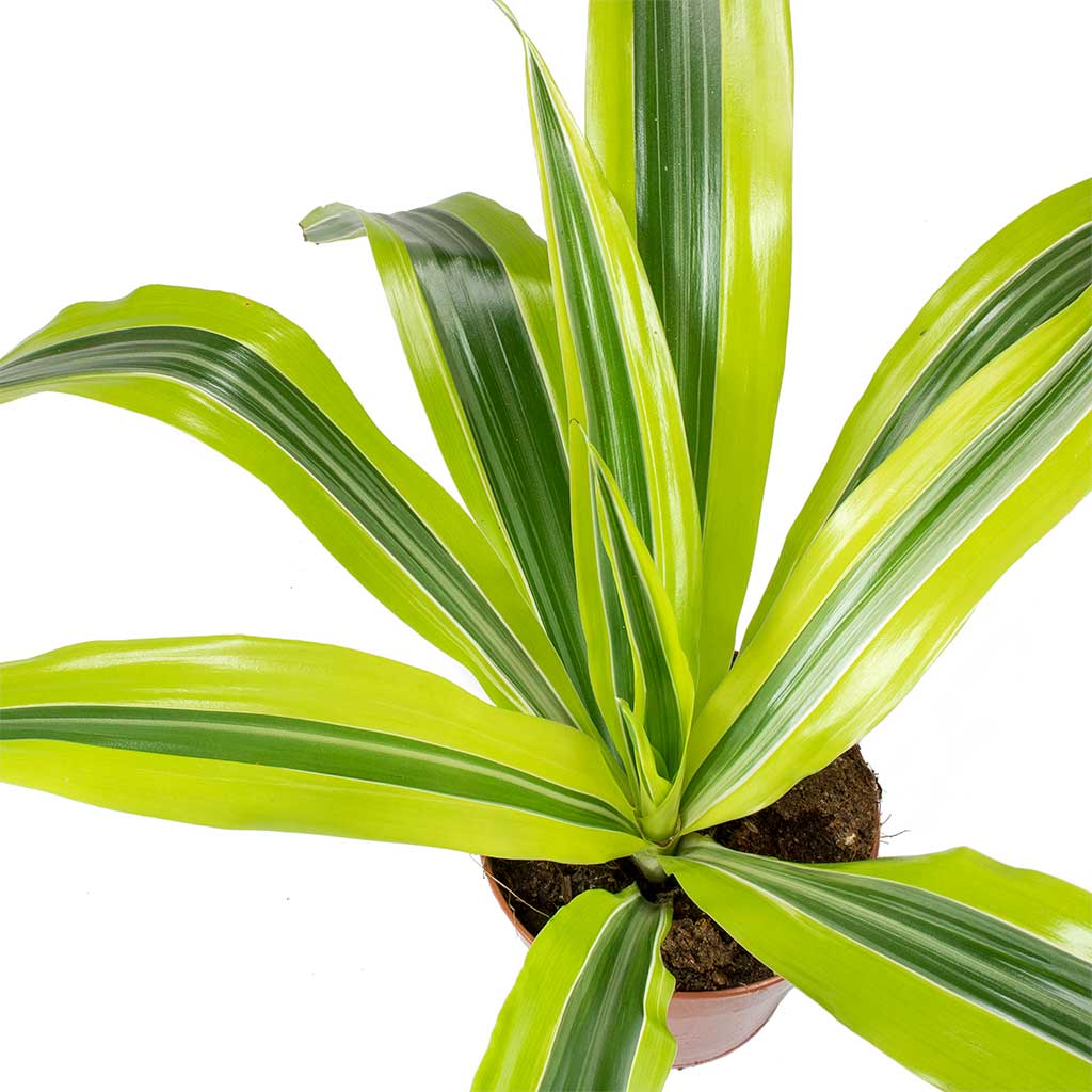 Dracaena Lemon Lime Plant