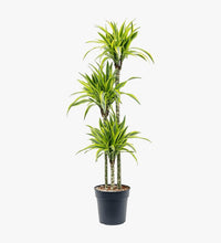 Thumbnail for Dracaena Lemon Lime Plant