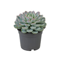 Thumbnail for Echeveria Succulent
