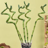 Spiral Lucky Bamboo in Glass Vase with Pebbles