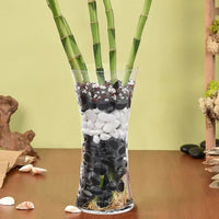 Spiral Lucky Bamboo in Glass Vase with Pebbles