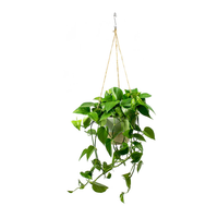 Thumbnail for Epipremnum Plant - Golden Pothos - Money Plant - Devil’s ivy
