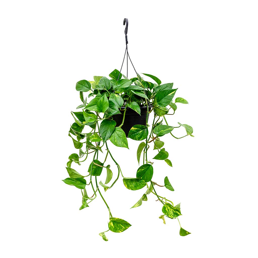 Epipremnum Plant - Golden Pothos - Money Plant - Devil’s ivy