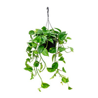 Thumbnail for Epipremnum Plant - Golden Pothos - Money Plant - Devil’s ivy